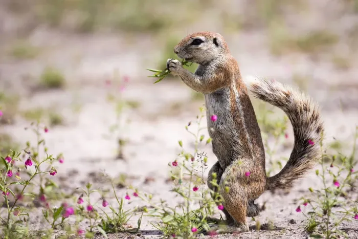 Framed Print : Ground Squirrel foraging on small pink flowers, Deception Valley