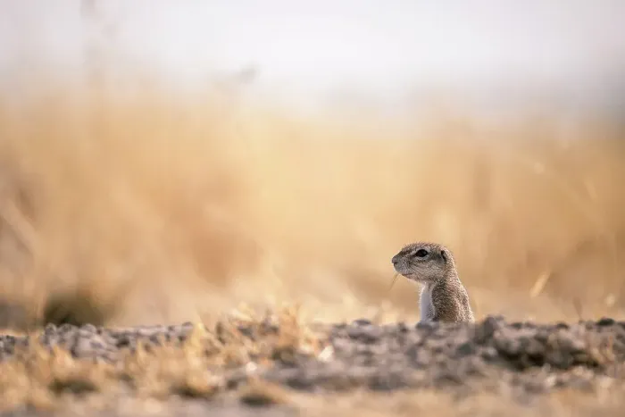 Framed Print : Ground Squirrel, Kalahari Desert, Botswana Framed Print : Ground Squirrel, Kalahari Desert, Botswana