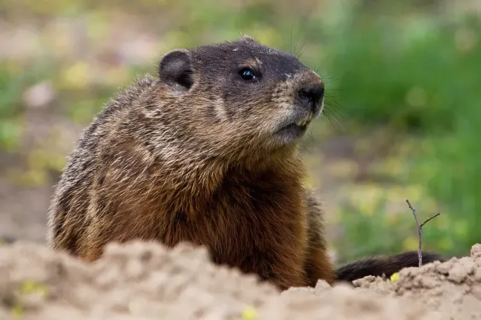 Framed Print : Groundhog, Marmota monax. Near burrow in parkland. Ottawa, Ontario, Canada Framed Print : Groundhog, Marmota monax. Near burrow in parkland. Ottawa, Ontario, Canada