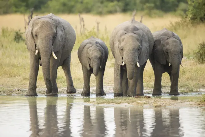 Framed Print : Group of African Elephant (Loxodonta africana) drinking from waterhole, Savuti Framed Print : Group of African Elephant (Loxodonta africana) drinking from waterhole, Savuti