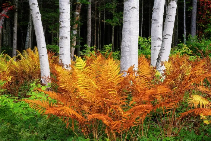 Framed Print : Group of birch trees and ferns in autumn, Gorham, New Hampshire, USa Framed Print : Group of birch trees and ferns in autumn, Gorham, New Hampshire, USa