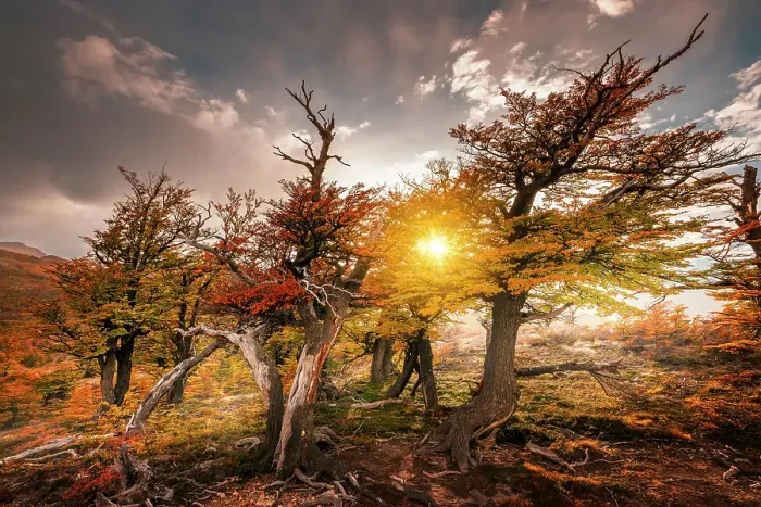 Framed Print : A group of Bleech trees, Los Glaciares National Park, Patagonia, Argentina