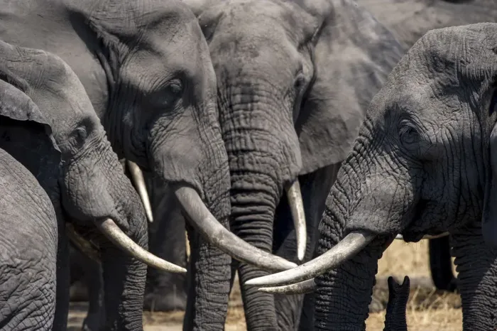 Framed Print : A group of bull African elephants congregate around a waterhole, Serengeti National Park