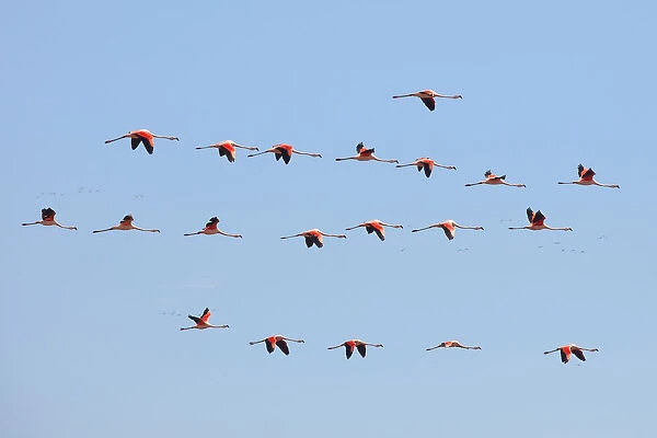 A group of Chilean flamingos flying in the skyes of Laguna Mar Chiquita (Mar de Ansenuza)