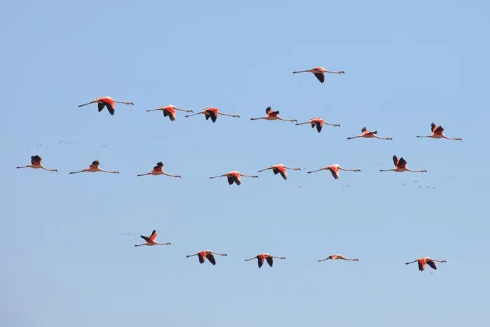 Framed Print : A group of Chilean flamingos flying in the skyes of Laguna Mar Chiquita (Mar de Ansenuza) Framed Print : A group of Chilean flamingos flying in the skyes of Laguna Mar Chiquita (Mar de Ansenuza)