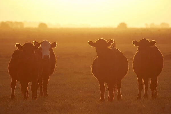 A group of cows at sunset in the Argentine pampas, Las Flores, Argentina