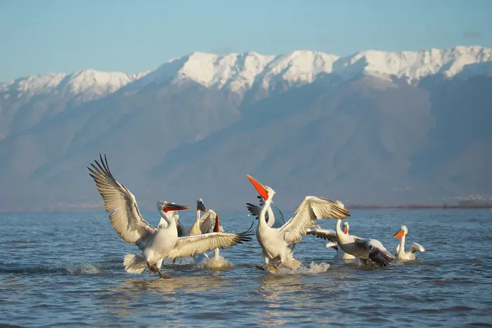 Framed Print : Group of Dalmatian Pelican (Pelecanus crispus) feeding on Lake Kerkini, Greece, Baited, February 2015 Framed Print : Group of Dalmatian Pelican (Pelecanus crispus) feeding on Lake Kerkini, Greece, Baited, February 2015