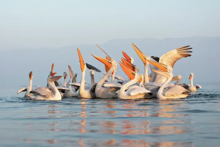 Framed Print : Group of Dalmatian Pelican (Pelecanus crispus) feeding on Lake Kerkini in Greece, Baited, January 2020 Framed Print : Group of Dalmatian Pelican (Pelecanus crispus) feeding on Lake Kerkini in Greece, Baited, January 2020