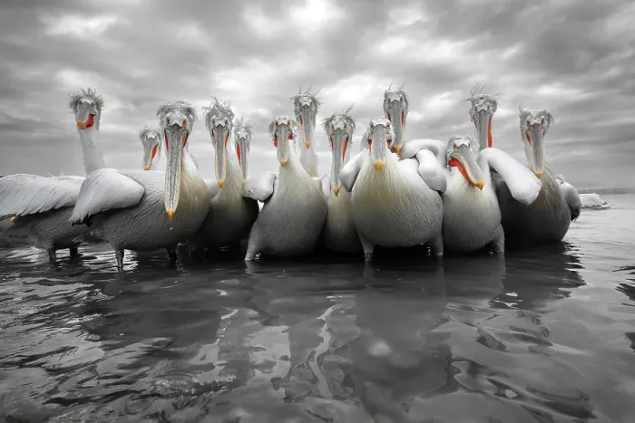 Framed Print : Group of Dalmatian Pelican (Pelecanus crispus) feeding along shore of Lake Kerkini, Greece, Baited, January 2017 Framed Print : Group of Dalmatian Pelican (Pelecanus crispus) feeding along shore of Lake Kerkini, Greece, Baited, January 2017