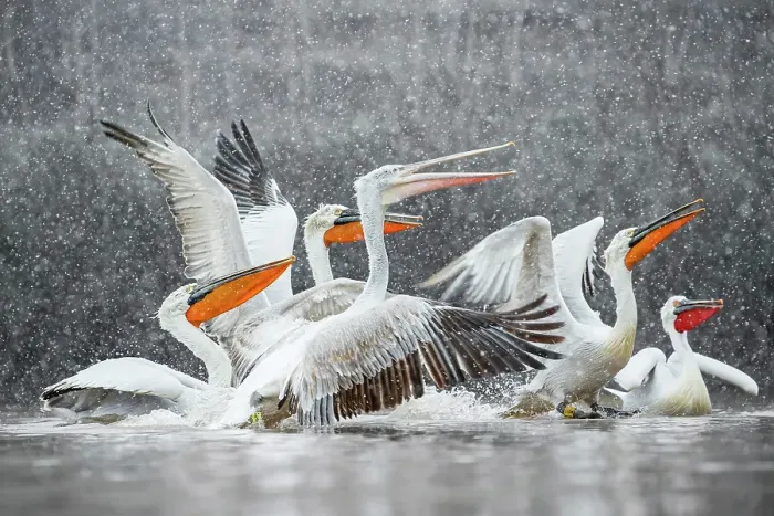 Framed Print : Group of Dalmatian Pelican (Pelecanus crispus) in heavy snowfall, Lake Kerkini, Greece, February 2015 Framed Print : Group of Dalmatian Pelican (Pelecanus crispus) in heavy snowfall, Lake Kerkini, Greece, February 2015