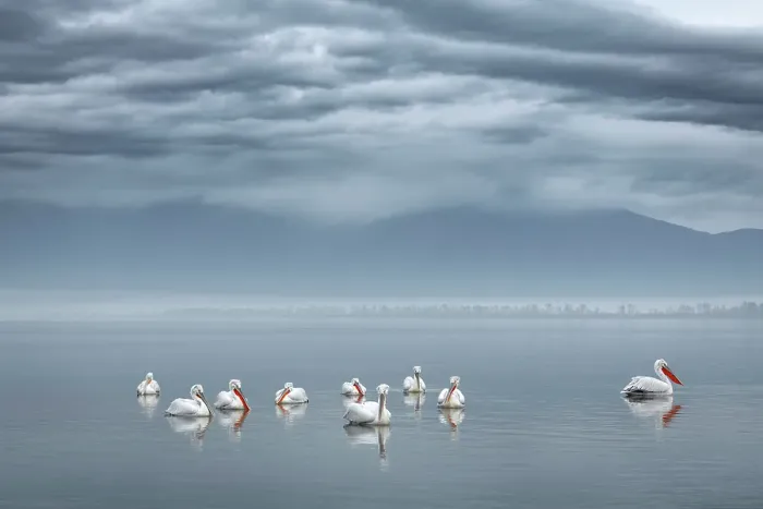 Framed Print : Group of Dalmatian Pelican (Pelecanus crispus) on lake Kerkini, Greece, January 2018 Framed Print : Group of Dalmatian Pelican (Pelecanus crispus) on lake Kerkini, Greece, January 2018