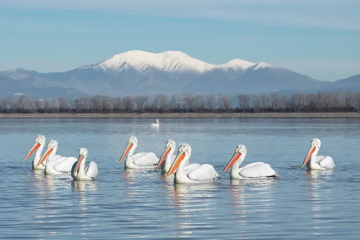 Framed Print : Group of Dalmatian Pelican (Pelecanus crispus) on lake Kerkini, Greece, January 2018