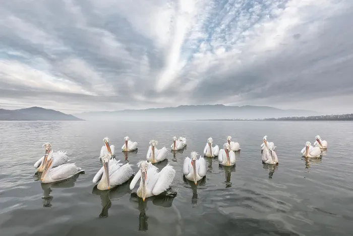 Framed Print : Group of Dalmatian Pelican (Pelecanus crispus) on lake Kerkini, Greece, January 2020 Framed Print : Group of Dalmatian Pelican (Pelecanus crispus) on lake Kerkini, Greece, January 2020
