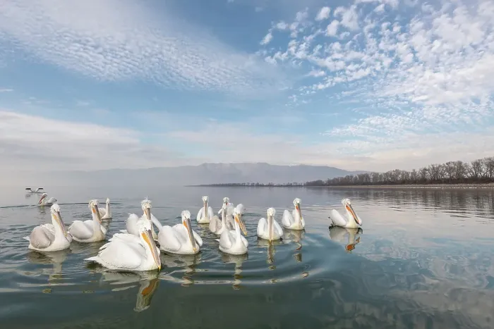 Framed Print : Group of Dalmatian Pelican (Pelecanus crispus) on lake Kerkini, Greece, January 2020 Framed Print : Group of Dalmatian Pelican (Pelecanus crispus) on lake Kerkini, Greece, January 2020