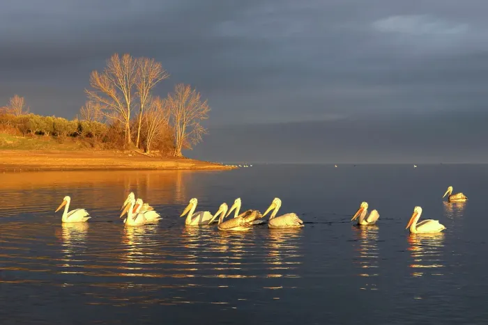 Framed Print : Group of Dalmatian Pelican (Pelecanus crispus) on lake Kerkini, Greece, January 2024 Framed Print : Group of Dalmatian Pelican (Pelecanus crispus) on lake Kerkini, Greece, January 2024