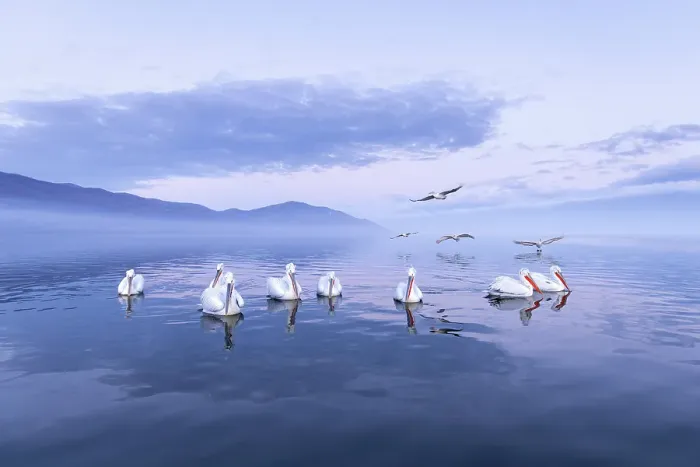 Framed Print : Group of Dalmatian Pelican (Pelecanus crispus) on Lake Kerkini at dawn, Greece, January 2024 Framed Print : Group of Dalmatian Pelican (Pelecanus crispus) on Lake Kerkini at dawn, Greece, January 2024