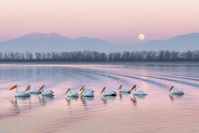 Framed Print : Group of Dalmatian Pelican (Pelecanus crispus) on Lake Kerkini at dusk with full moon rising in background, Greece, January 2020 Framed Print : Group of Dalmatian Pelican (Pelecanus crispus) on Lake Kerkini at dusk with full moon rising in background, Greece, January 2020
