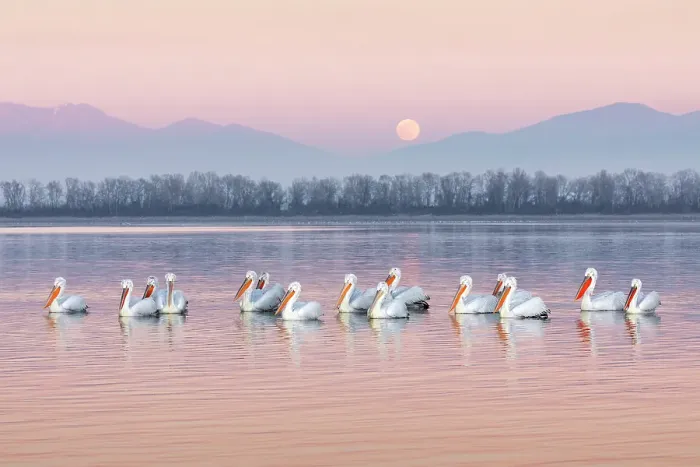 Framed Print : Group of Dalmatian Pelican (Pelecanus crispus) on Lake Kerkini at dusk with full moon rising in background, Greece, January 2020 Framed Print : Group of Dalmatian Pelican (Pelecanus crispus) on Lake Kerkini at dusk with full moon rising in background, Greece, January 2020