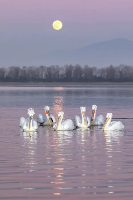 Framed Print : Group of Dalmatian Pelican (Pelecanus crispus) on Lake Kerkini at dusk with full moon rising in background, Greece, January 2020 Framed Print : Group of Dalmatian Pelican (Pelecanus crispus) on Lake Kerkini at dusk with full moon rising in background, Greece, January 2020