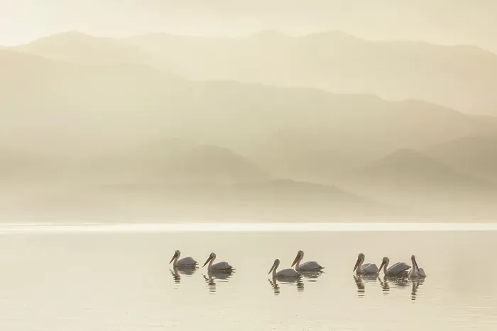 Framed Print : Group of Dalmatian Pelican (Pelecanus crispus) on Lake Kerkini in Greece, January 2020 Framed Print : Group of Dalmatian Pelican (Pelecanus crispus) on Lake Kerkini in Greece, January 2020