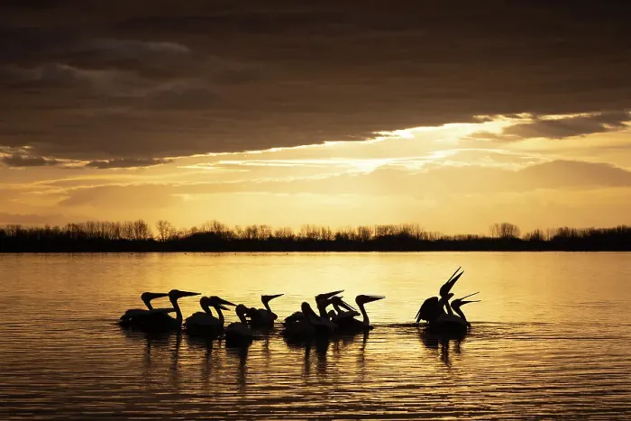 Framed Print : Group of Dalmatian Pelican (Pelecanus crispus) on Lake Kerkini at sunrise, Greece, January 2023
