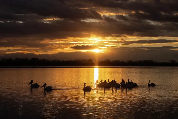 Framed Print : Group of Dalmatian Pelican (Pelecanus crispus) on Lake Kerkini at sunrise, Greece, January 2023 Framed Print : Group of Dalmatian Pelican (Pelecanus crispus) on Lake Kerkini at sunrise, Greece, January 2023