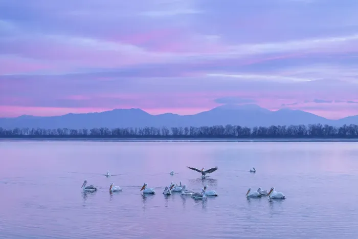Framed Print : Group of Dalmatian Pelican (Pelecanus crispus) on Lake Kerkini at sunrise, Greece, January 2024