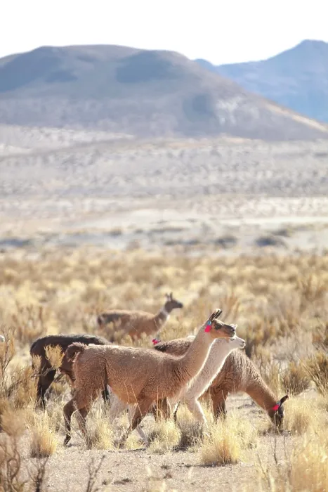 Framed Print : A group of domestic llamas near the Salinas Grandes salt flat, Puna de Atacama, Jujuy, Northwest Argentina Framed Print : A group of domestic llamas near the Salinas Grandes salt flat, Puna de Atacama, Jujuy, Northwest Argentina