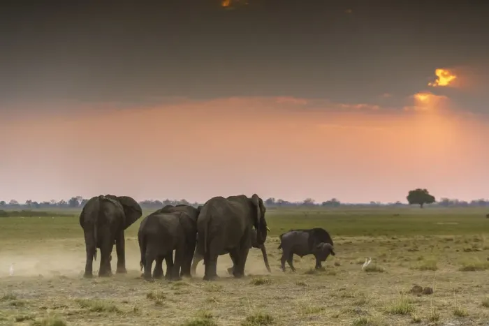 Framed Print : Group of elephants at sunset. Mahango Game Reserve, Bwabwata National Park, Kavango Framed Print : Group of elephants at sunset. Mahango Game Reserve, Bwabwata National Park, Kavango