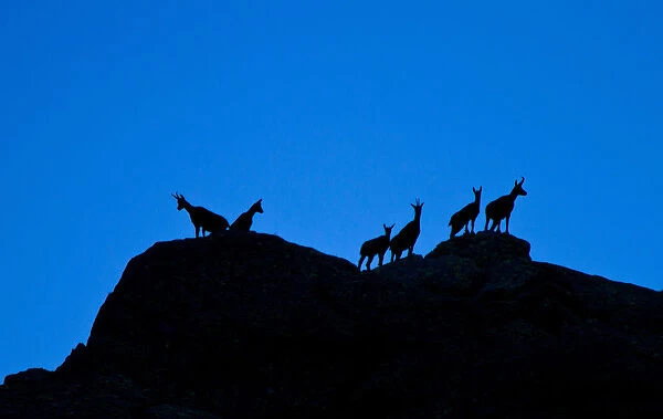 Group of ibex in silhouette over the rocks. Lombardy, Italy