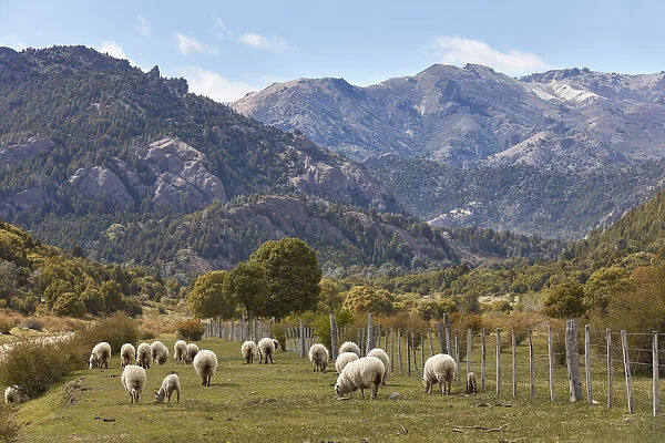 A group of Merinos sheeps in a field of the Nahuel Huapi National Park, near Villa Traful, Neuquen, Patagonia, Argentina