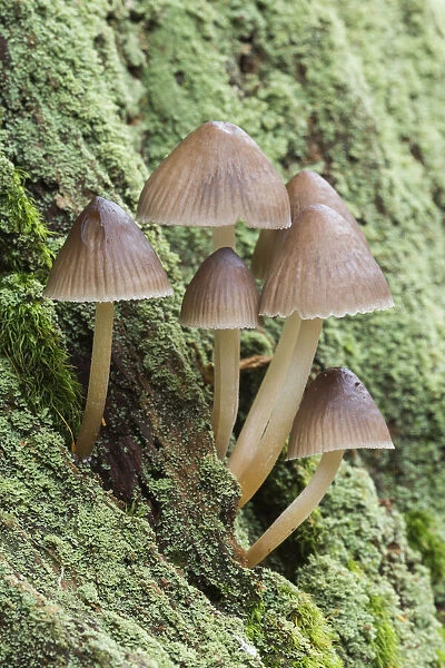 Group of Mycena, New Forest, Hampshire, England, UK