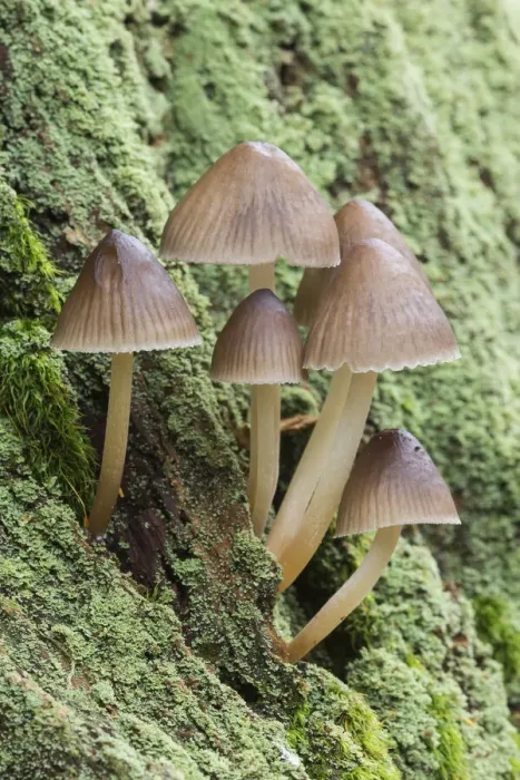 Framed Print : Group of Mycena, New Forest, Hampshire, England, UK Framed Print : Group of Mycena, New Forest, Hampshire, England, UK
