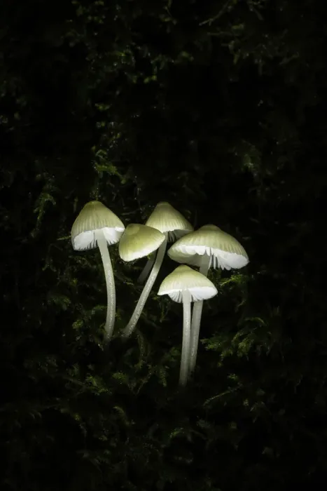 Framed Print : Group of Mycena spp. New Forest National Park, Hampshire, England, UK Framed Print : Group of Mycena spp. New Forest National Park, Hampshire, England, UK