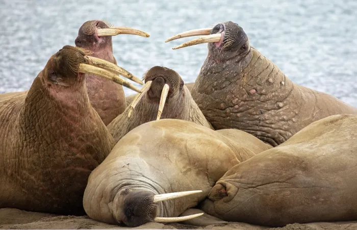 Framed Print : Group of Walrus (Odobenus rosmarus) on the shore, Spitsbergen, Svalbard, Norway Framed Print : Group of Walrus (Odobenus rosmarus) on the shore, Spitsbergen, Svalbard, Norway