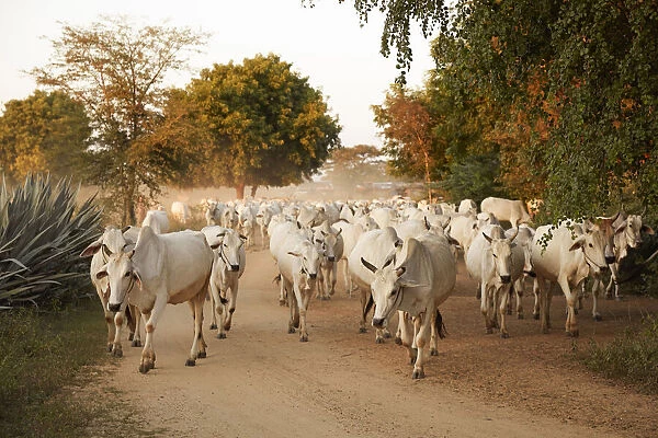 A group of white cows going back to the village at dusk along a road of the Bagan