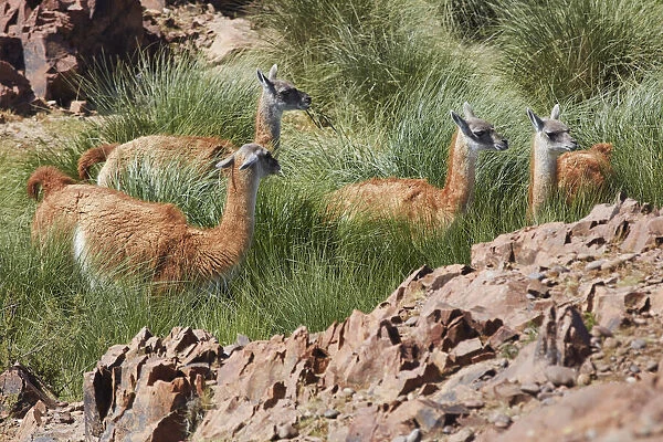 A group of wild guanacos (Lama guanicoe) at the Cabo Dos Bahias Penguin Colony, Camarones, Chubut, Patagonia, Argentina