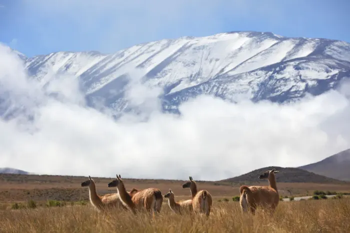 Framed Print : A group of wild guanacos near Piedra del Molino'(3348 masl) Framed Print : A group of wild guanacos near Piedra del Molino'(3348 masl)