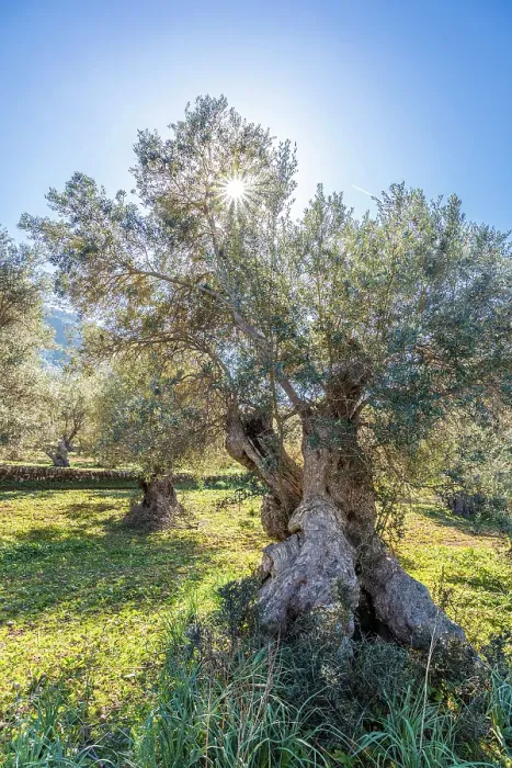 Framed Print : Grove of old olive trees near Valldemossa, Mallorca, Balearic Islands, Spain Framed Print : Grove of old olive trees near Valldemossa, Mallorca, Balearic Islands, Spain