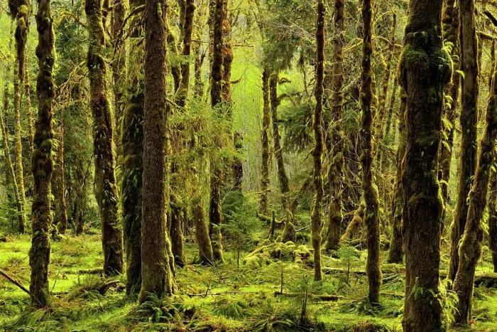 Framed Print : Grove of red alder with epiphytic mosses, Olympic NP Hoh Rainforest, Washington, USA