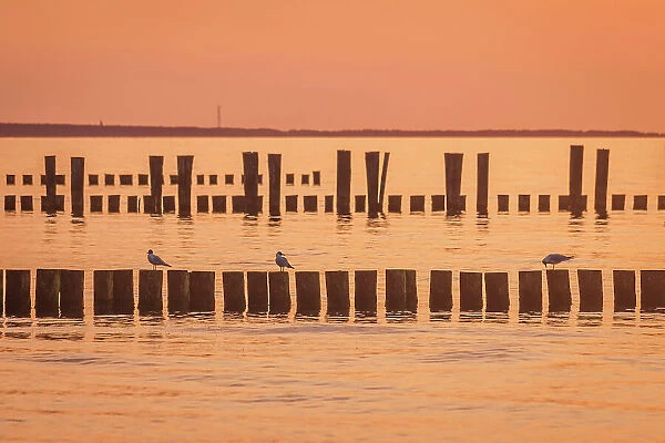 Groynes at the sea in the sunset in Zingst, Mecklenburg-West Pomerania, Baltic Sea, North Germany, Germany