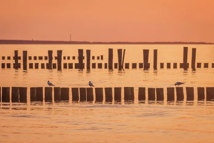 Framed Print : Groynes at the sea in the sunset in Zingst, Mecklenburg-West Pomerania, Baltic Sea, North Germany, Germany