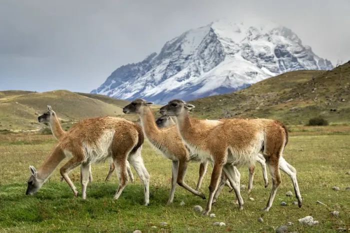 Framed Print : Guanaco herd in front of snowcapped mountains, Torres del Paine National Park Framed Print : Guanaco herd in front of snowcapped mountains, Torres del Paine National Park
