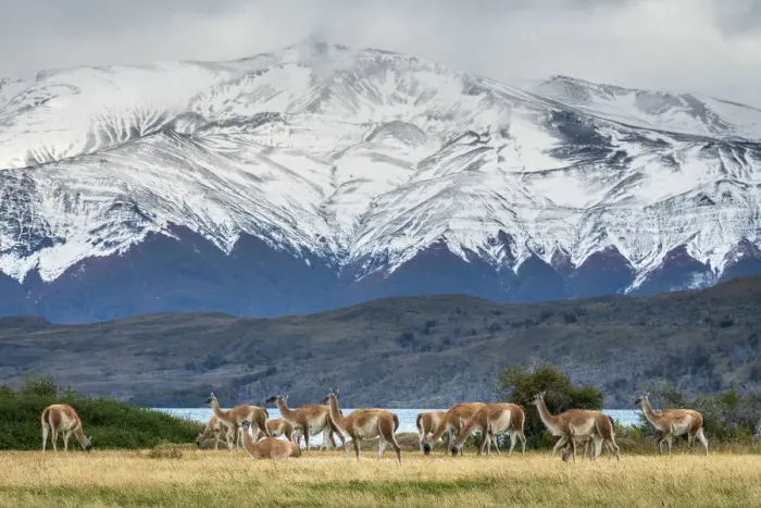 Framed Print : Guanaco herd in front of snowcapped mountains, Laguna Azul Framed Print : Guanaco herd in front of snowcapped mountains, Laguna Azul