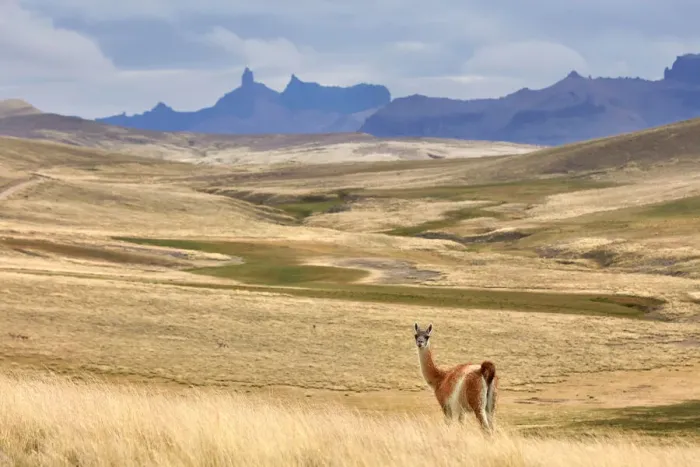 Framed Print : A guanaco inside the natural reserve of the Estancia 25 de Mayo, El Calafate, Argentina Framed Print : A guanaco inside the natural reserve of the Estancia 25 de Mayo, El Calafate, Argentina