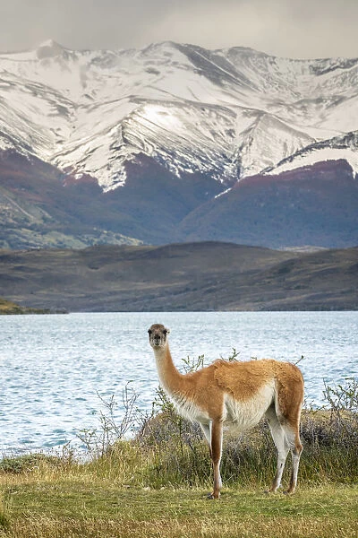 Guanaco in front of snowcapped mountains, Laguna Azul, Torres del Paine National Park