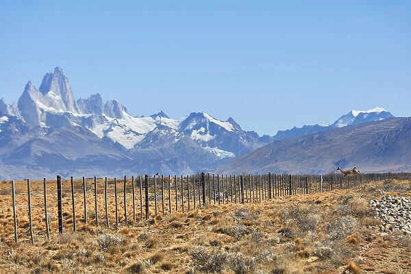 Guanacos crossing a fence inside Los Glaciares National Park