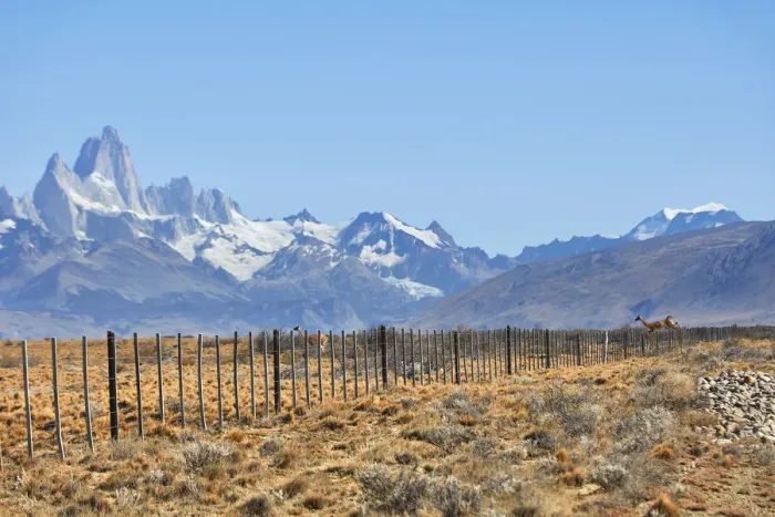 Framed Print : Guanacos crossing a fence inside Los Glaciares National Park Framed Print : Guanacos crossing a fence inside Los Glaciares National Park