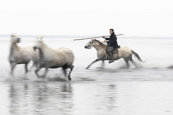 A guardian herds two white horses through the water, Camargue, Provence-Alpes-Cote