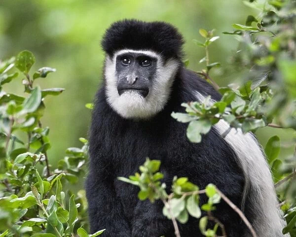 A Guereza Colobus monkey in the Aberdare Mountains of Central Kenya
